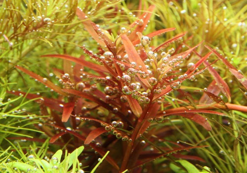 Rotala Yao Yai - Welkom bij aquarium-planten.com - recent-toegevoegd