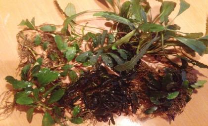 08-04-2014 Import Bucephalandra is binnen.