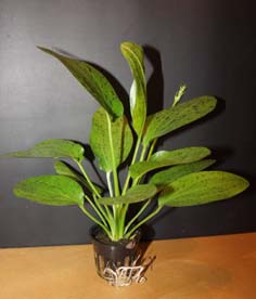 Echinodorus ozelot/ green 