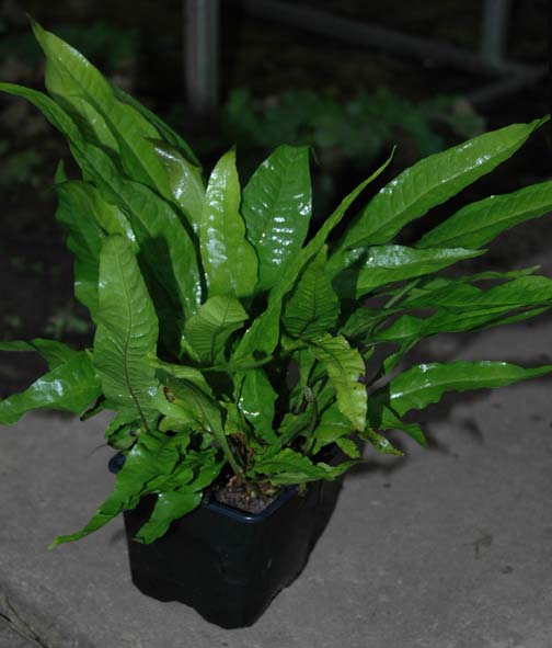 Microsorum pteropus- Java varen moederplant