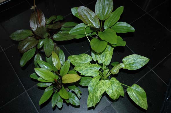 Echinodorus moederplanten