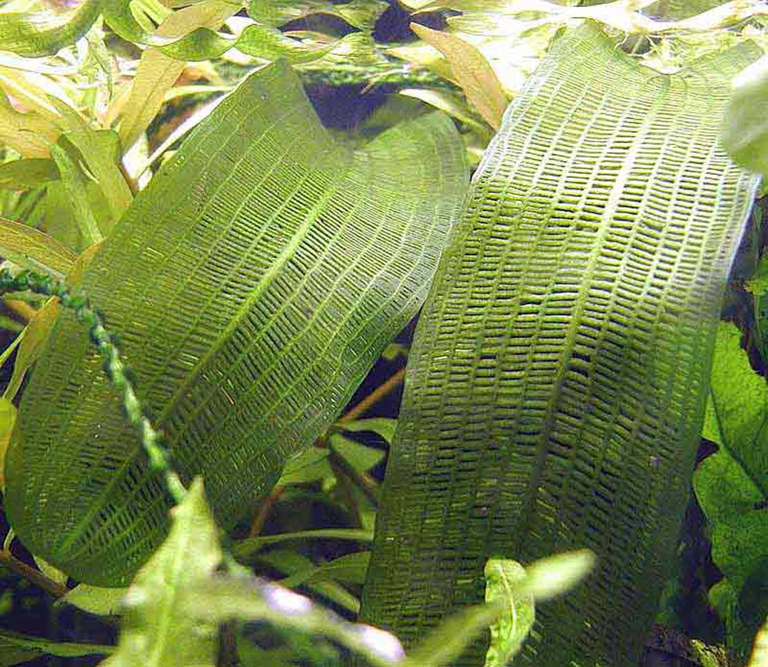 Aponogeton henkelianus Aponogeton henkelianus