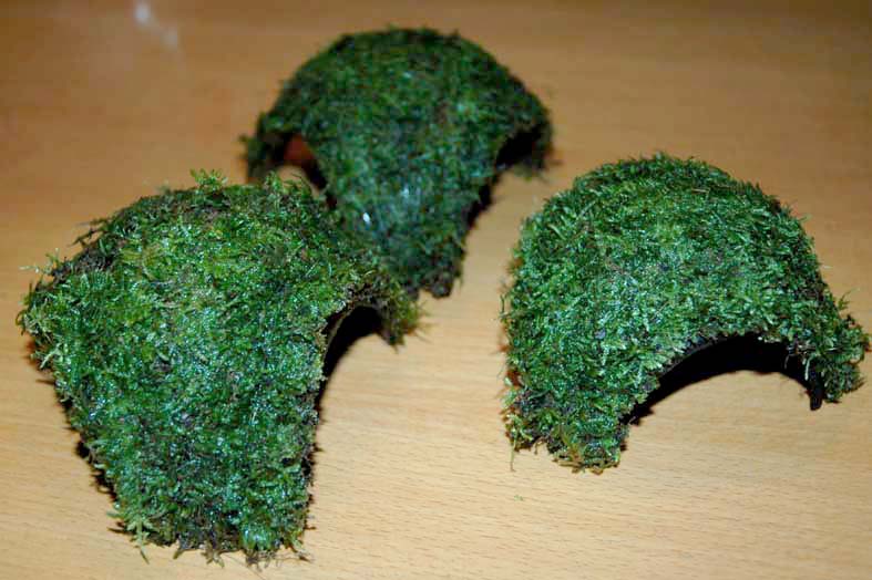 Halve kokosnoot 3 gaats bekleed met mos Halve kokosnoot 3 gaats bekleed met mos