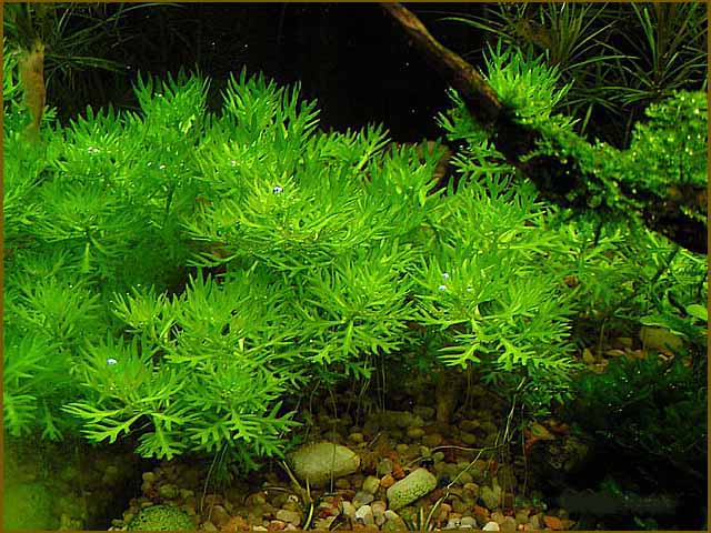 planten discus aquarium