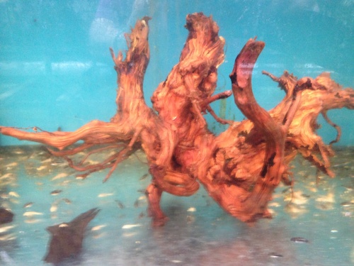 Spiderwood de kleur van het hout onderwater.