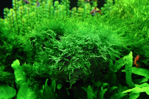 glans Buigen advocaat Christmas moss- Vesicularia montagnei 50cc - Welkom bij aquarium-planten.com  - mossen