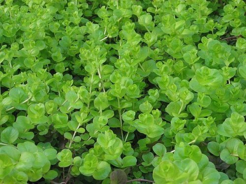 meerderheid ventilator Sanders Lysimachia nummularia - Welkom bij aquarium-planten.com - koudwater-planten