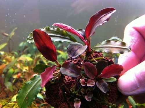 Bucephalandra mini red Bucephalandra mini red