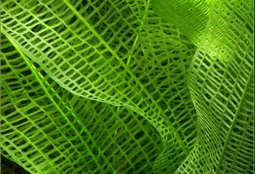 Aponogeton20madagascariensis203