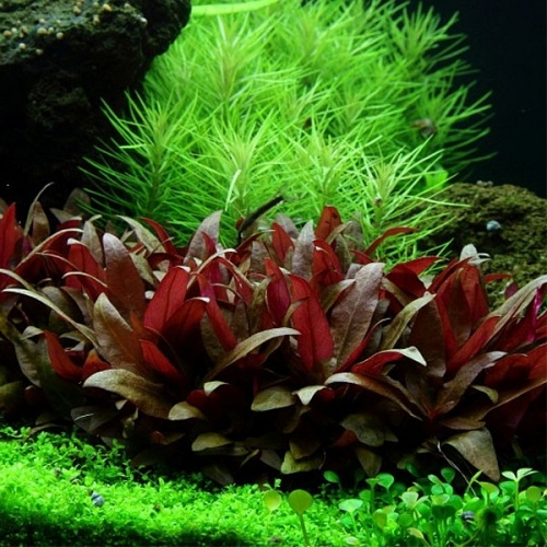 Mooie vrouw regering Namaak Alternanthera reineckii Mini - Welkom bij aquarium-planten.com -  voor-midden-beplanting