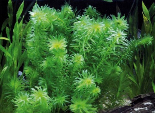 Bewonderenswaardig Meenemen Kinderrijmpjes Elodea densa (waterpest) - Welkom bij aquarium-planten.com - koudwater- planten
