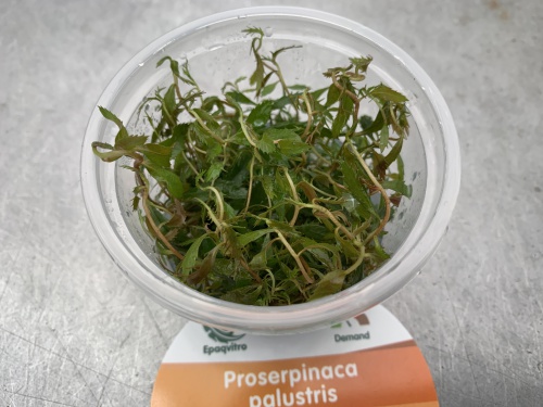 Proserpinaca palustris -In Vitro cup
