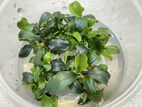 Bucephalandra theia green -In Vitro cup