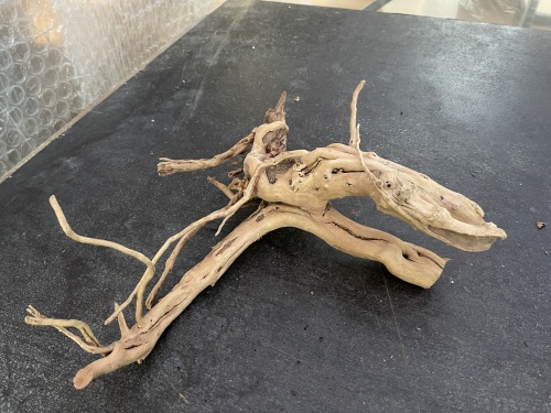 Spiderwood 11 (43 cm)