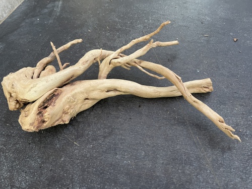 Spiderwood 19 (40 cm)
