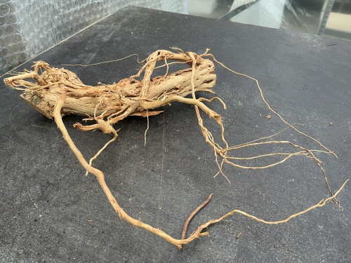 Azalea Root 2 45 cm