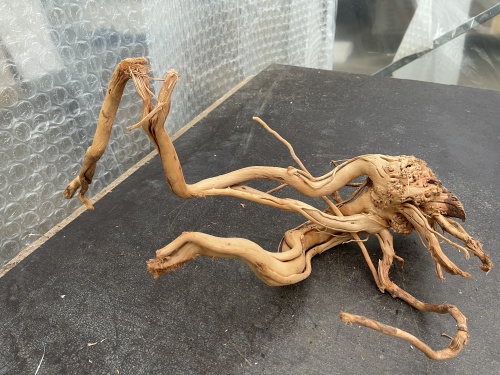 Azalea Root 6 60cm