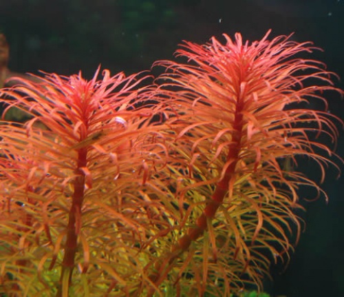 ludwigia inclinata var verticillata