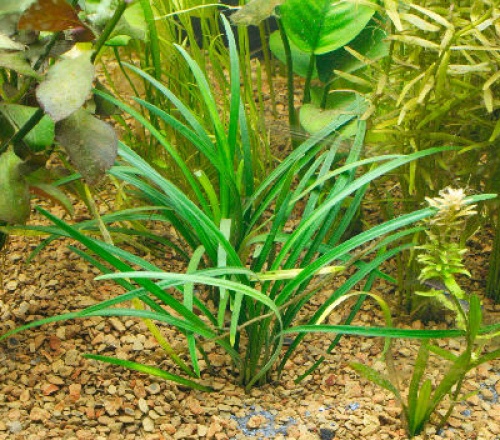 Ophiopogon japonicum