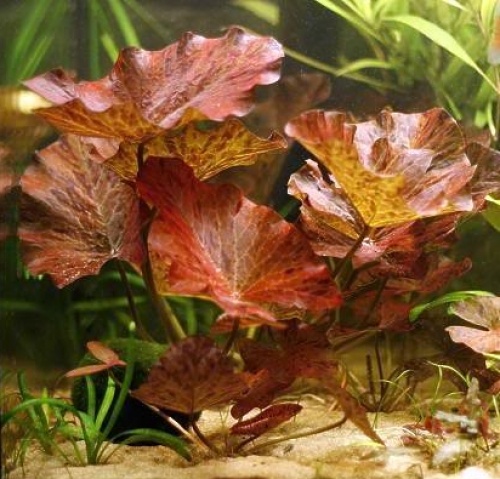 Schotel Beeldhouwwerk Speciaal Rode tijgerlotus - Welkom bij aquarium-planten.com - voor-midden-beplanting