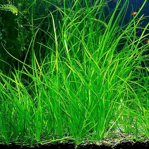 Vallisneria nana Vallisneria nana