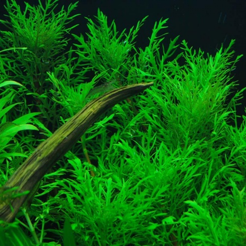 Hygrophila difformis - bij aquarium-planten.com - achtergrond-planten