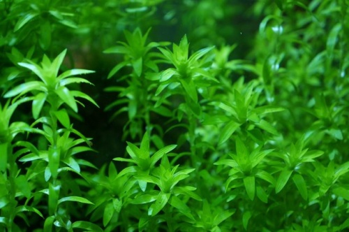 55 Aquascape Natural Terbaru 55 Aquascape Natural Terbaru