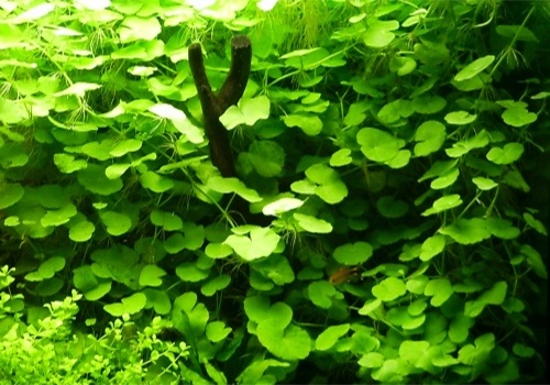 Hydrocotyle leucocephala - Welkom bij - achtergrond- planten