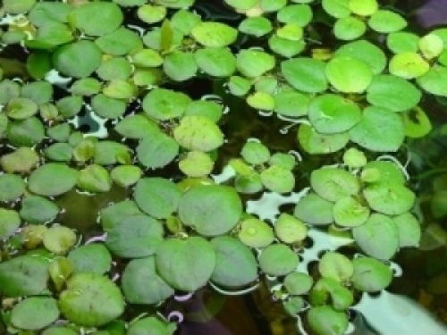 Limnobium laevigatum - Welkom bij aquarium-planten.com -  drijfplanten-wandbekleding