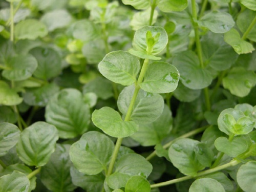 Betuttelen huisvrouw periscoop Lysimachia nummularia - Welkom bij aquarium-planten.com - koudwater-planten