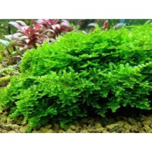 Mini Christmas Moss Welkom bij mossen