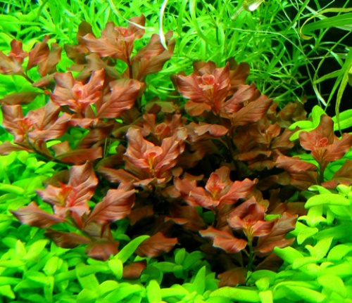 ludwigia ovalis more info