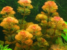 Cabomba piauhyensis