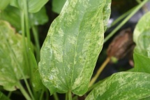 Echinodorus Marble Queen