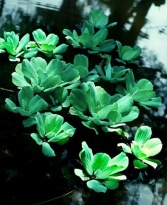 Pistia straitoites/ Mosselplantje