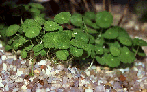 Hydrocotyle verticillata/waternavel