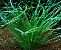 Littorella uniflora