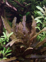 Cryptocoryne wendtii  brown