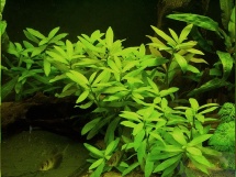 Hygrophila polysperma