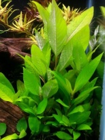 Hygrophila siamensis