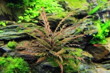 Hygrophila pinnatifida  