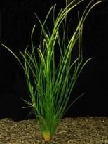 Vallisneria nana 