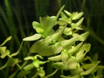 Bacopa rotundifolia/caroliniana