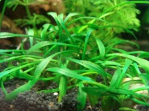 Cryptocoryne parva