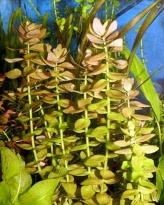 Bacopa rotundifolia/caroliniana