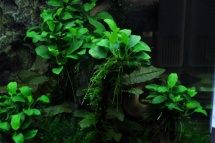 Anubias nana