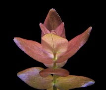 Bacopa sp. colorata 