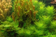 Barclaya longifolia groen