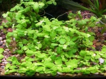 Bacopa australis