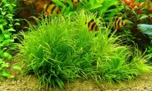 Blyxa japonica